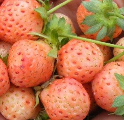 Flamingo Strawberry