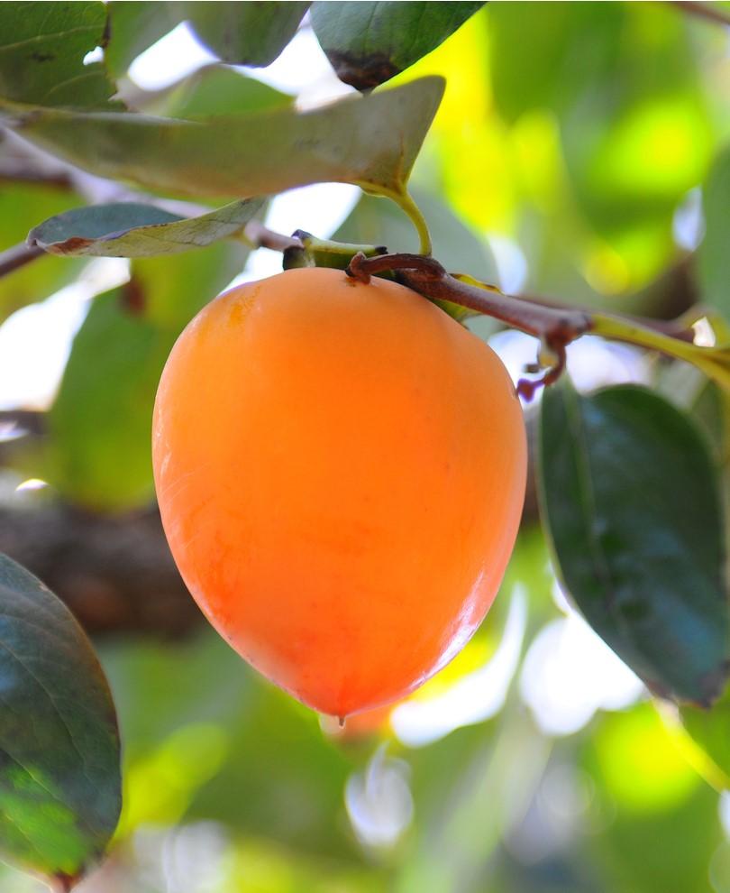 Hachiya Persimmon