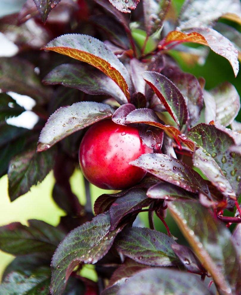 Hollywood Asian Plum