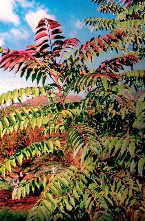 Fragrant Spring Tree