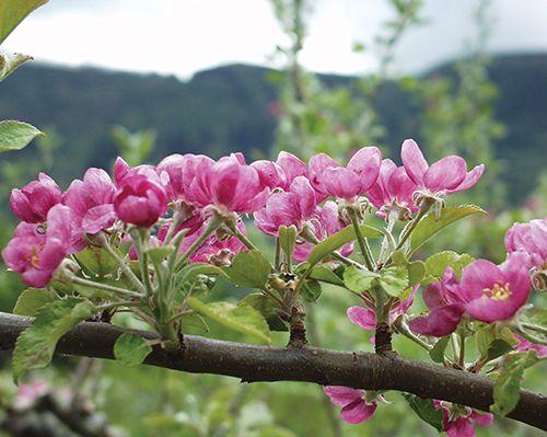 Pink Pearl Apple
