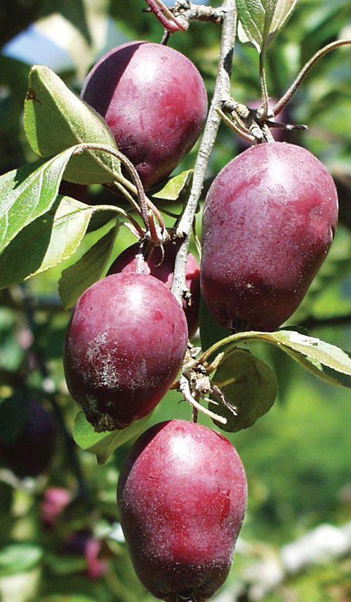 Hansen's Red Fleshed Crabapple