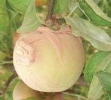 Apple Maggot Control Bags