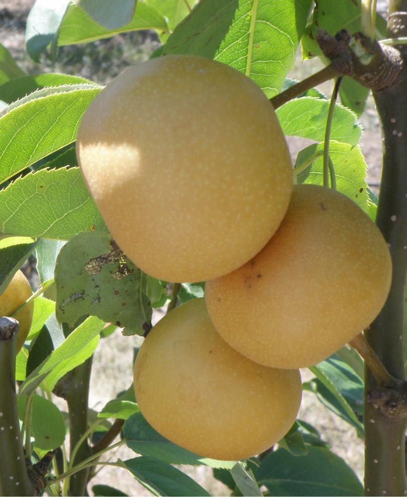 Ichiban Nashi Asian Pear