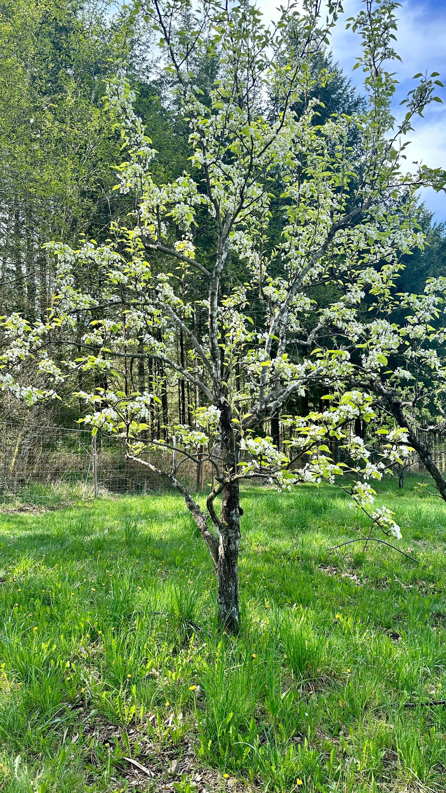 Shinseiki Asian Pear
