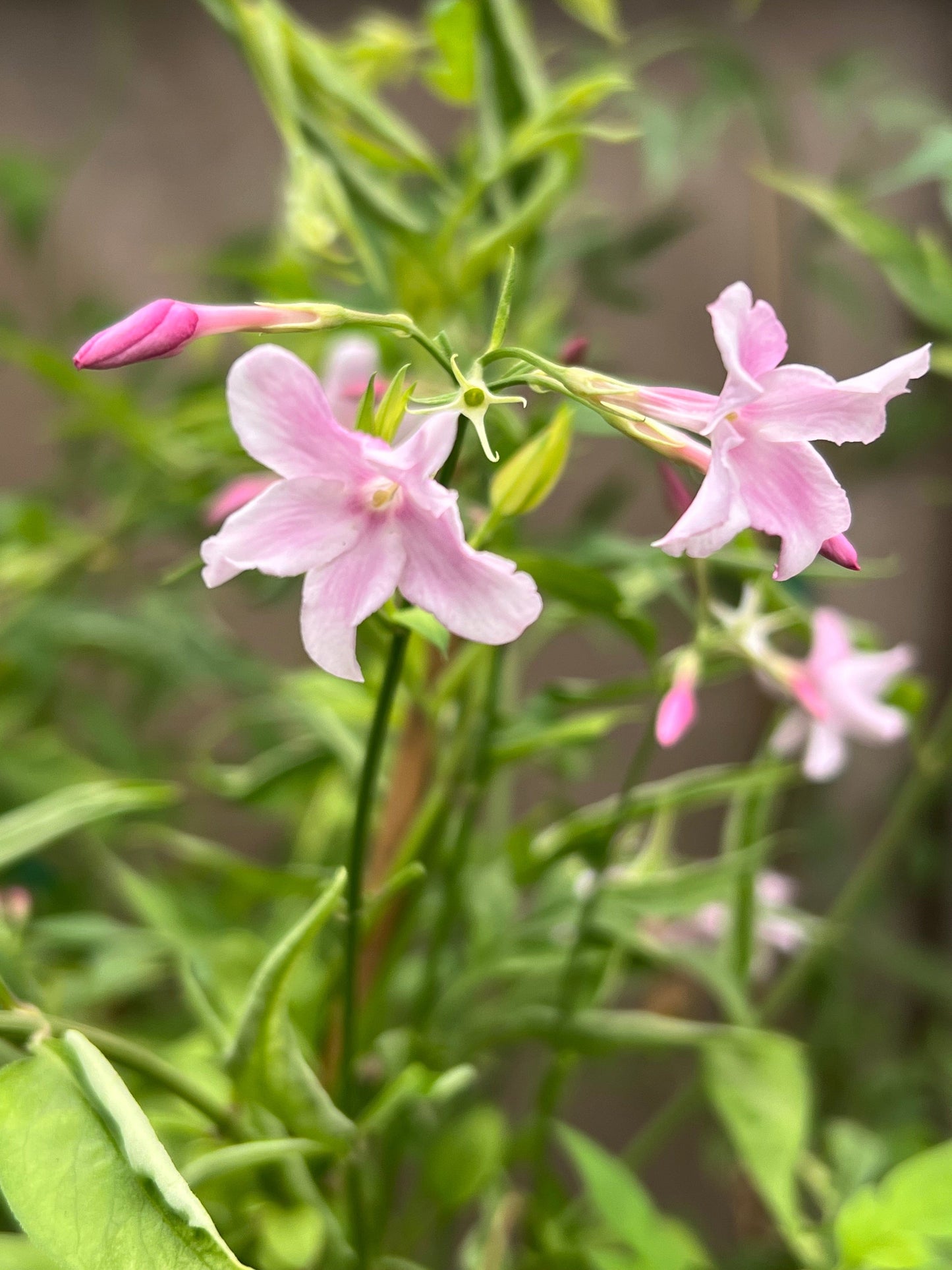 Pink Jasmine
