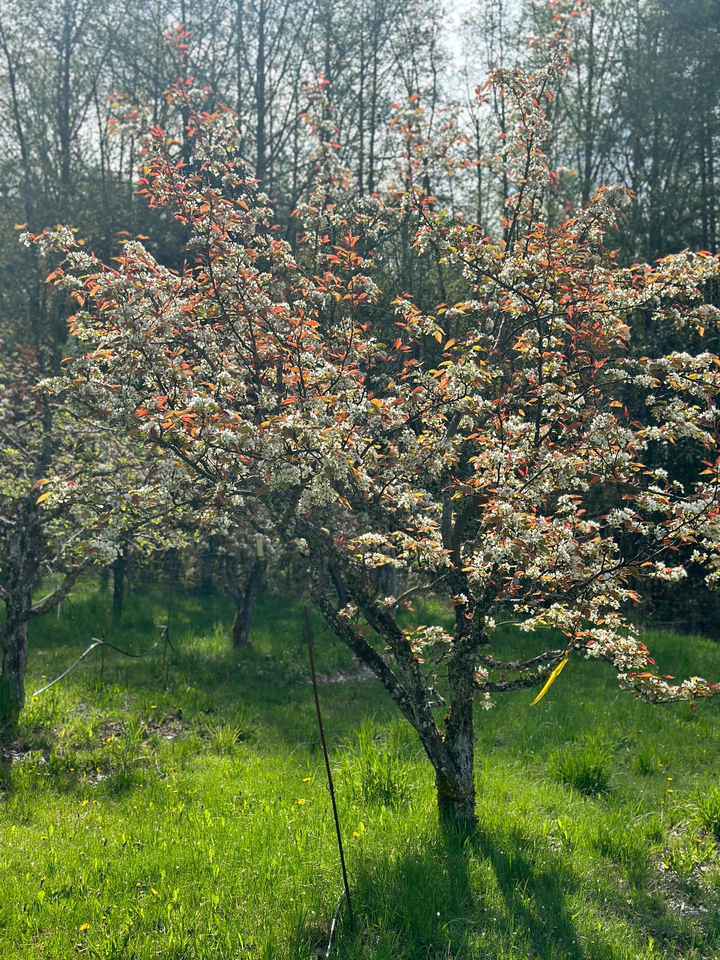 Shinsui Asian Pear