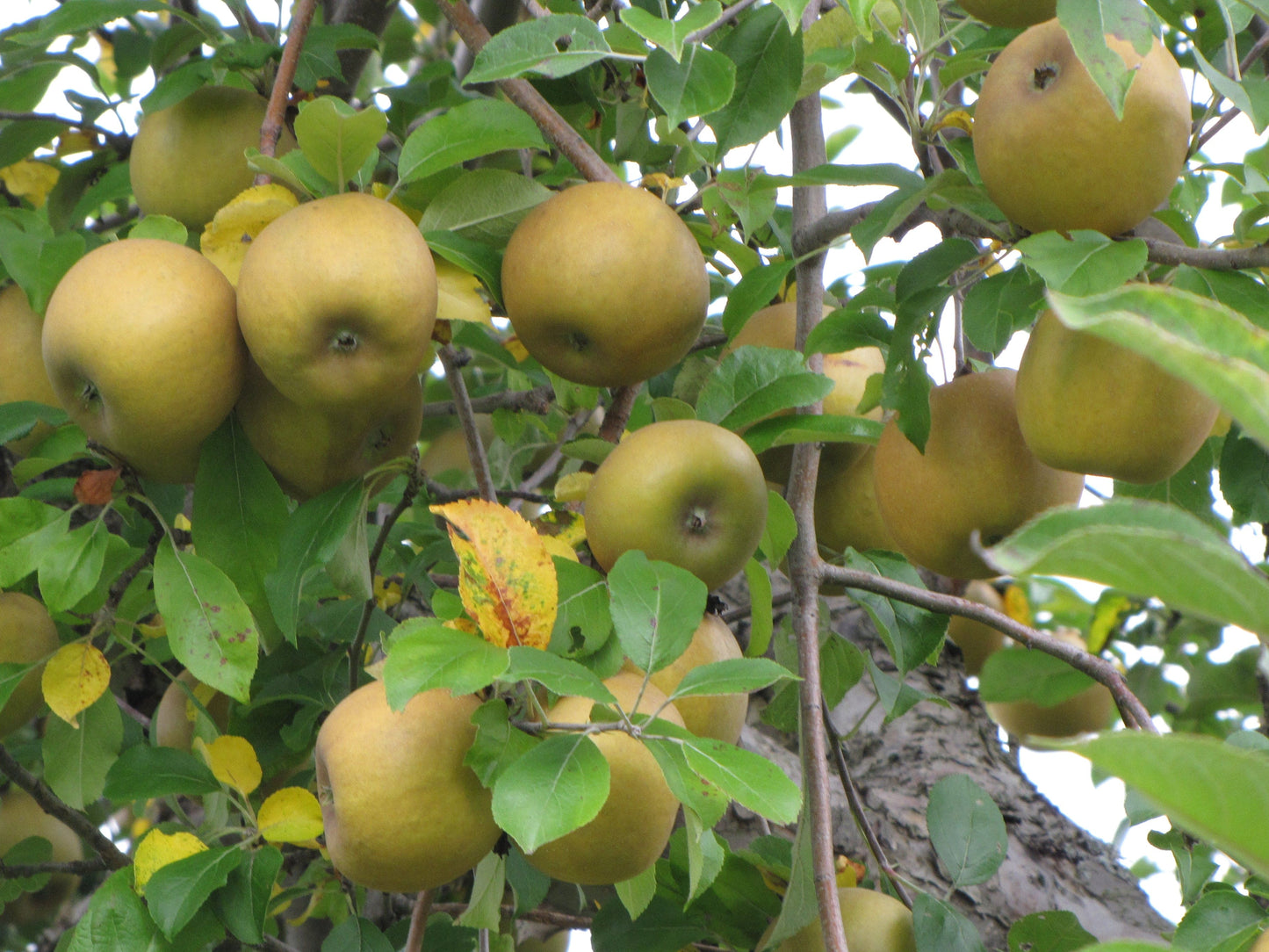 Roxbury Russet Apple
