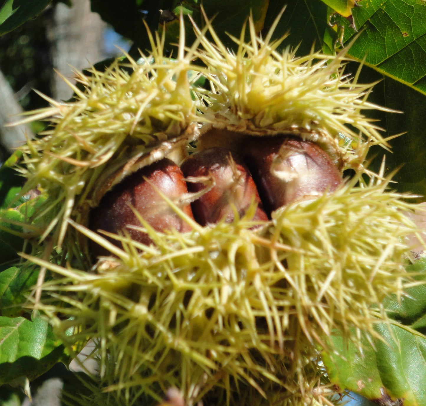 Luvall's Monster Grafted Chesnut
