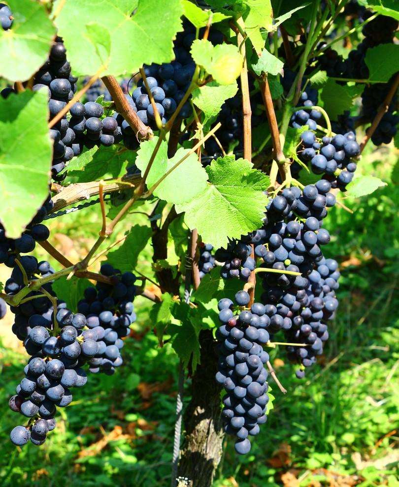 Mars Seedless Grape