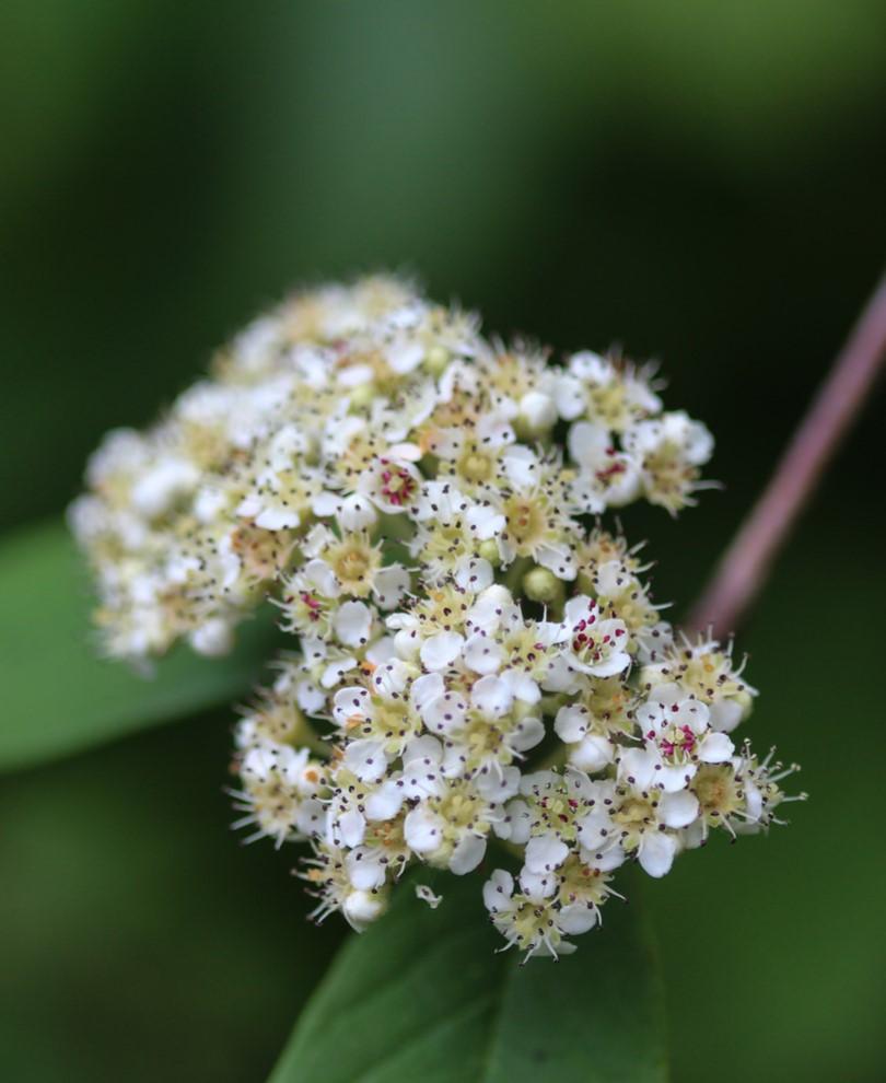 Ivan's Beauty Mountain Ash