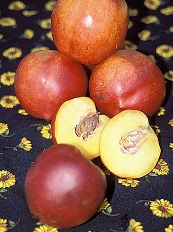 Nectar Babe Miniature Nectarine