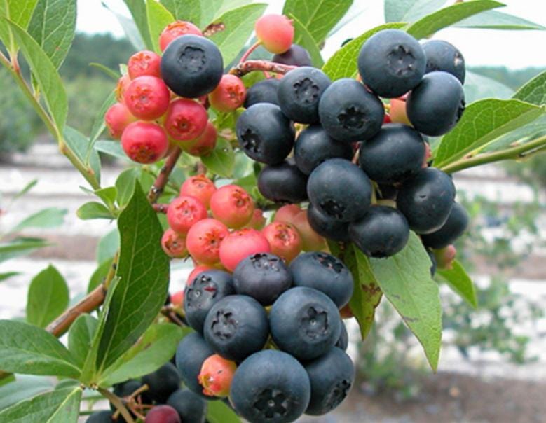 Nocturne ™ Blueberry