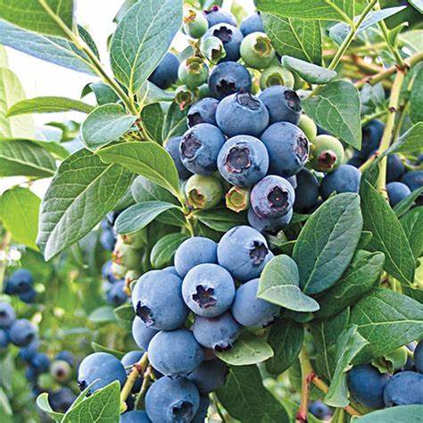 Alpha O'Neal Blueberry