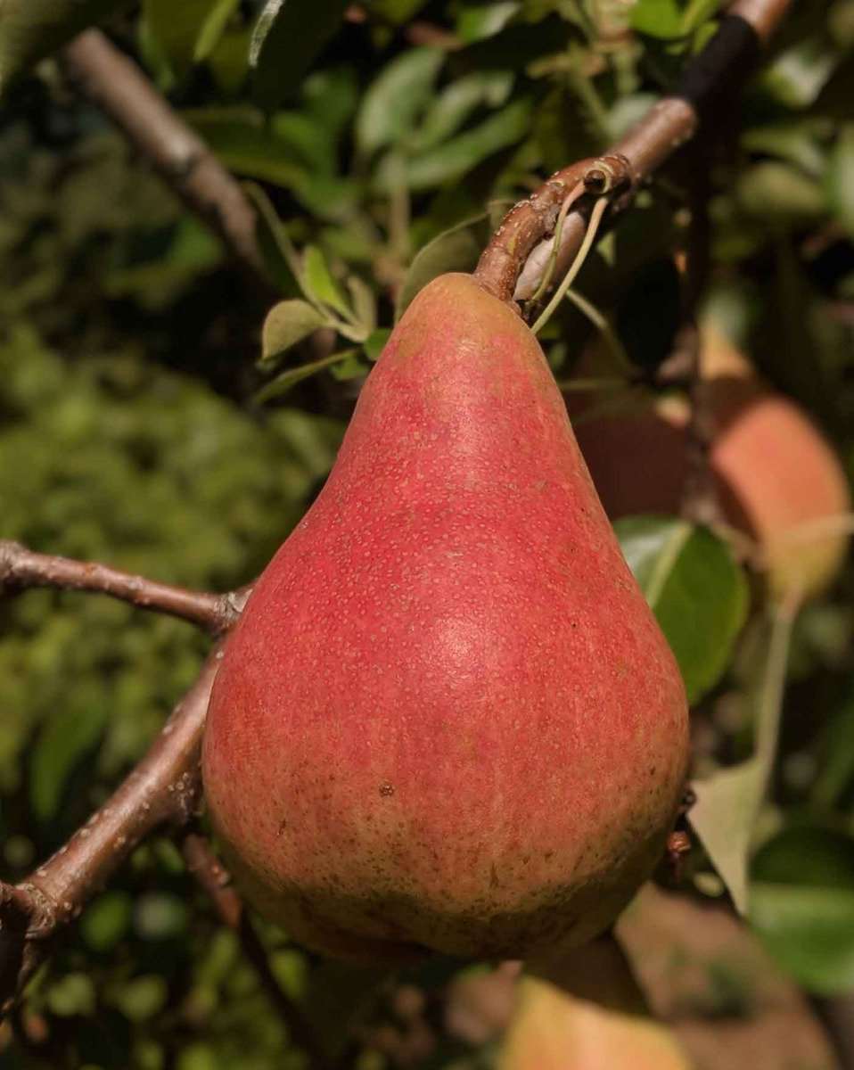 Orcas European Pear