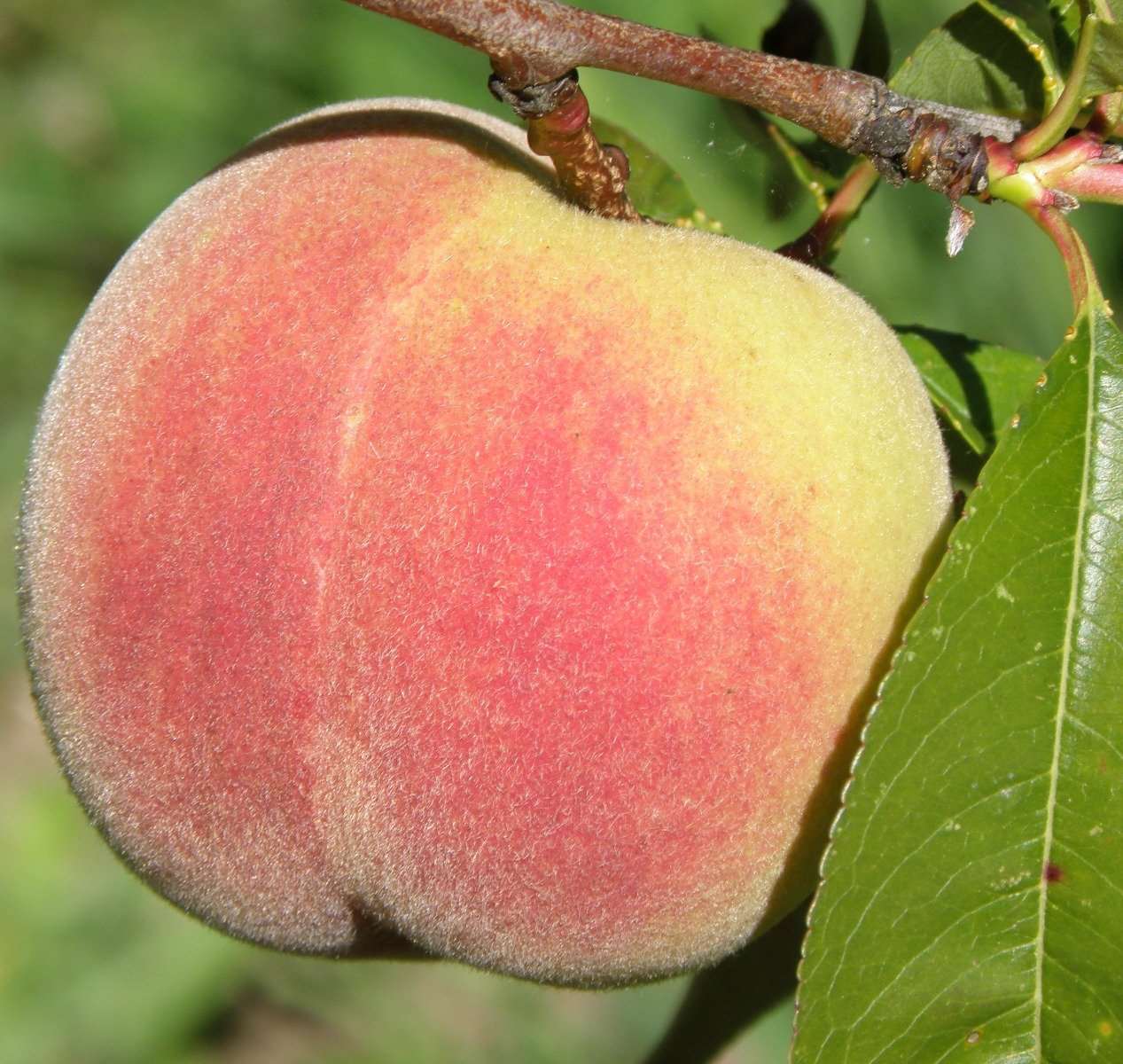 Kit Donnell Peach