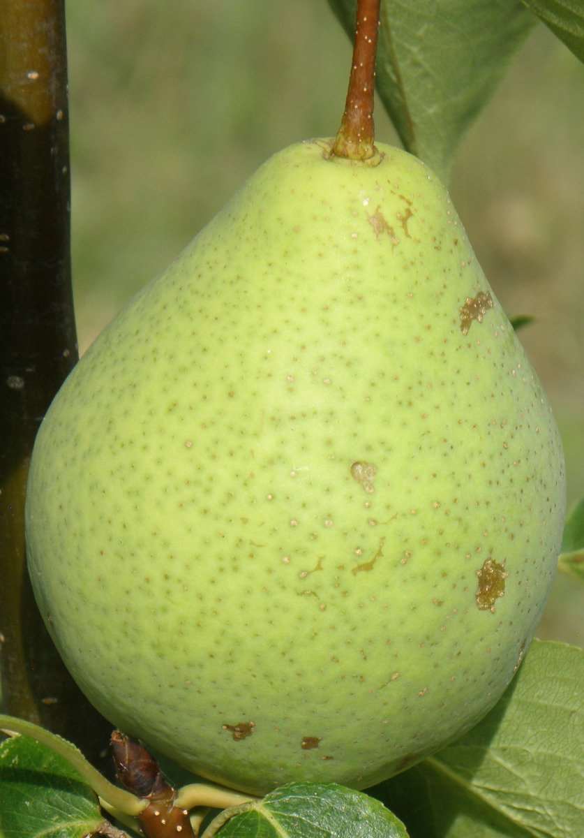 Spalding European Pear