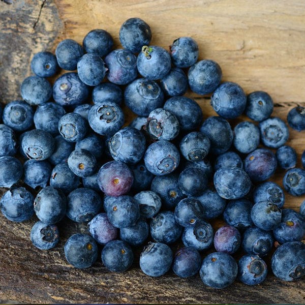Weymouth Blueberry