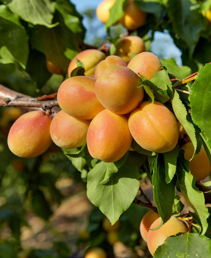 Puget Gold Apricot