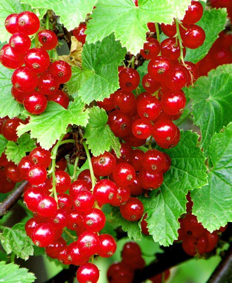 Redstart Red Currant