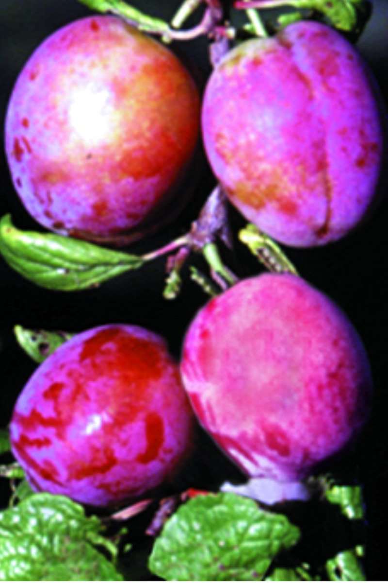 Rosy Gage™ European Plum
