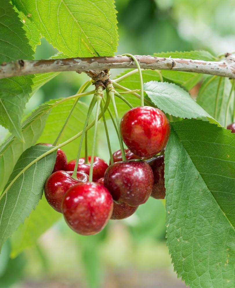 Royal Lee Cherry