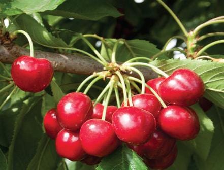 Royal Crimson Cherry