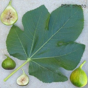 Lattarula Fig
