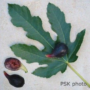 Violette De Bordeaux Fig (Negronne)