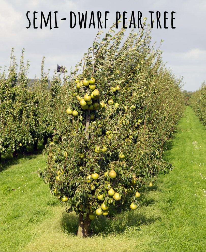 Mount Vernon Asian Pear