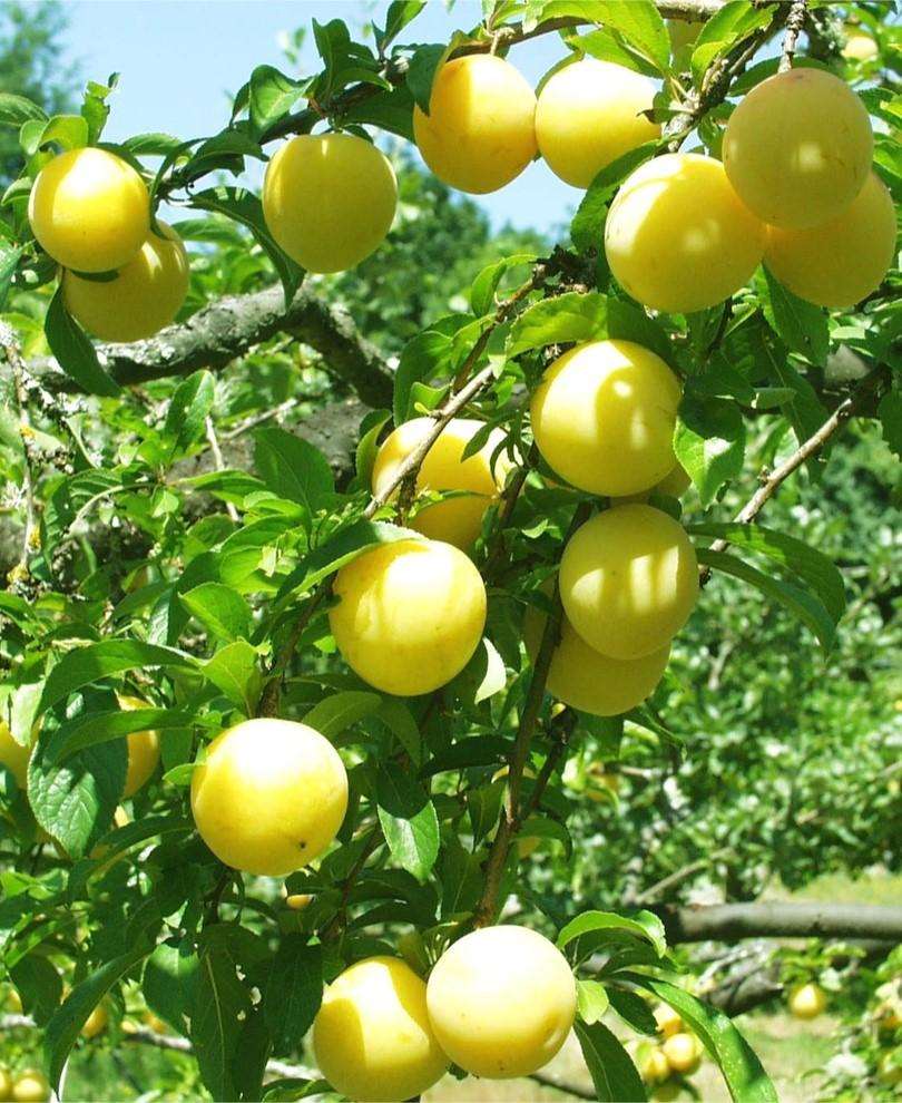 Shiro Asian Plum