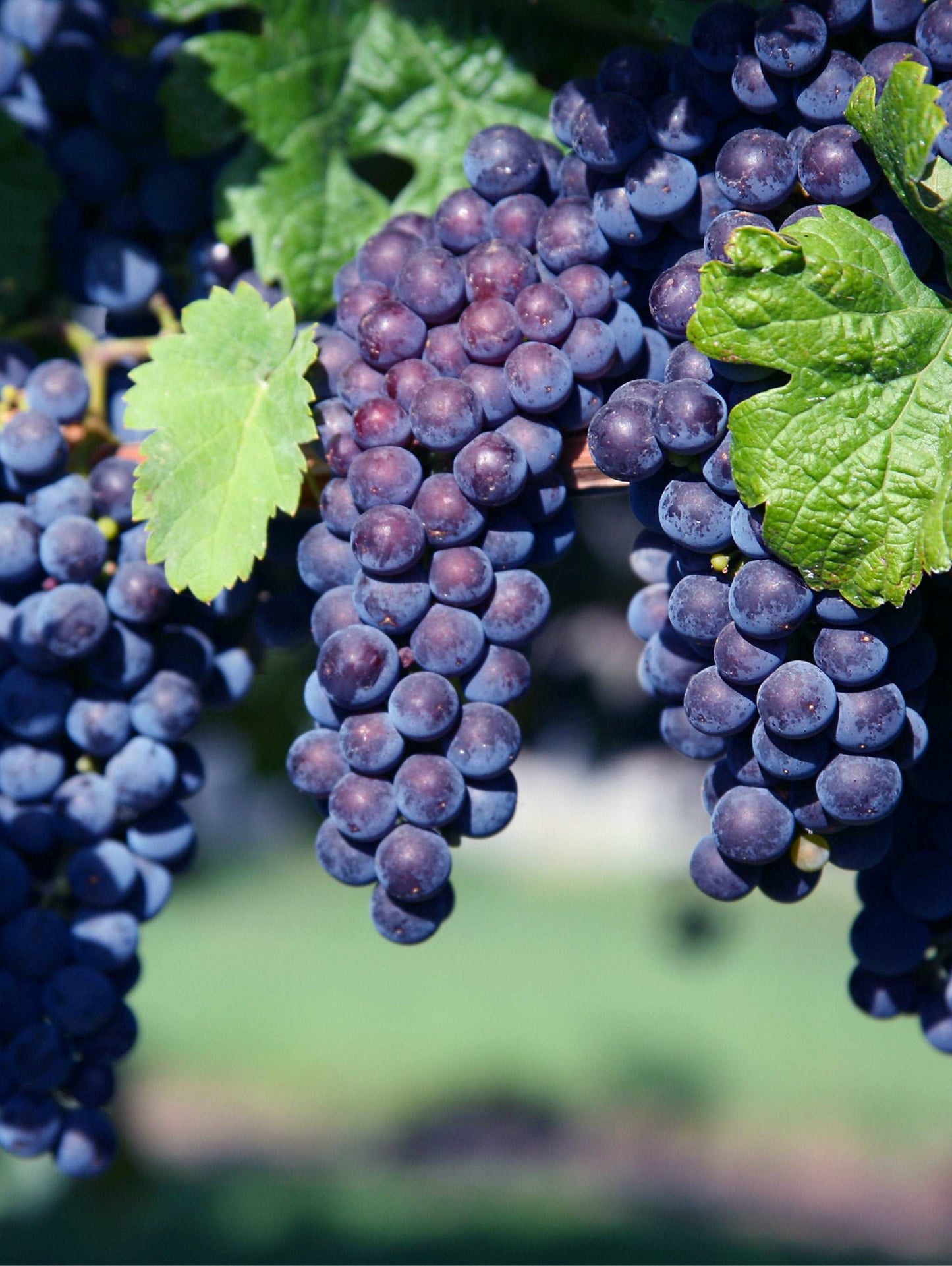 Glenora Seedless Grape