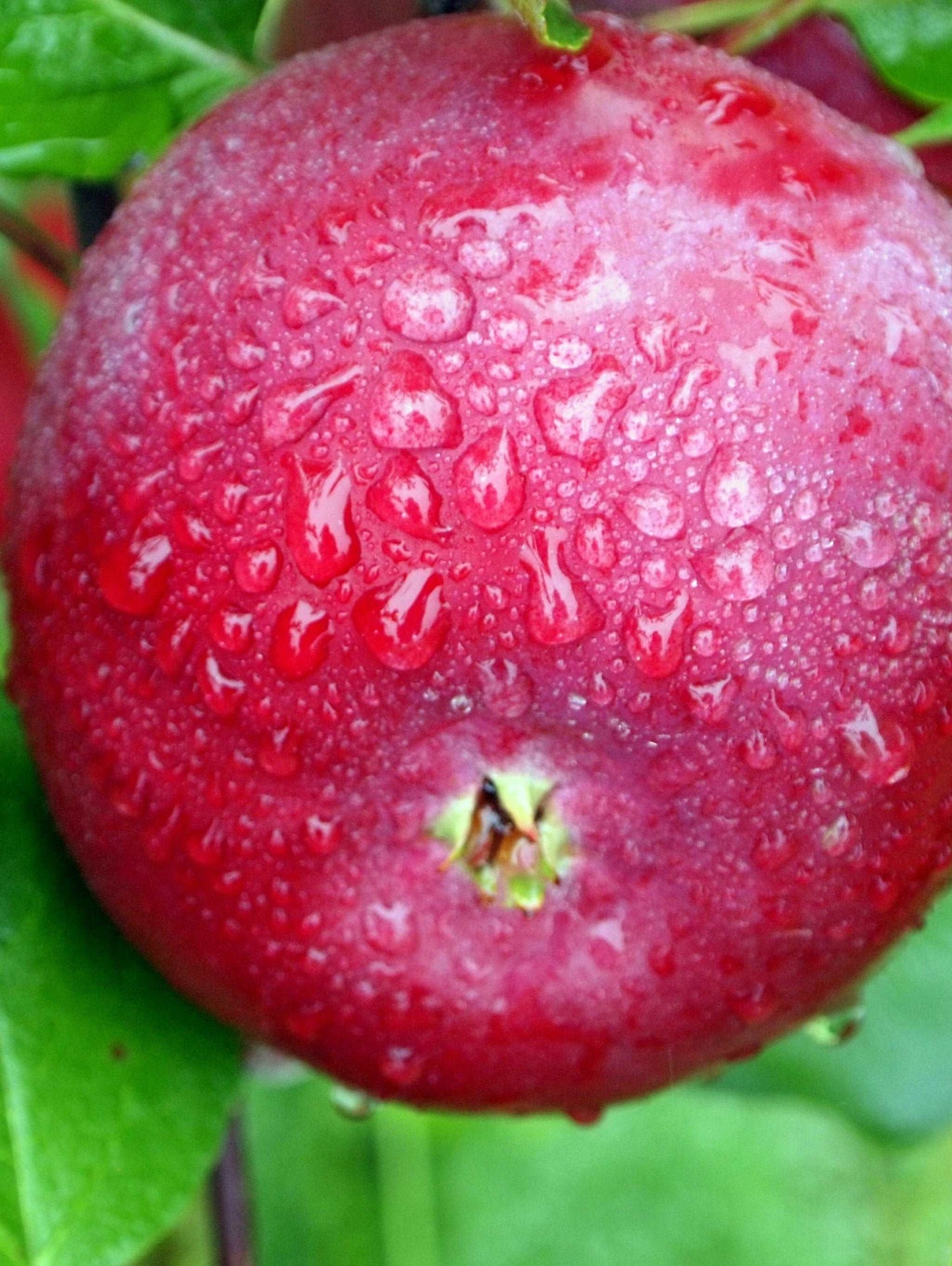 NY#75414-1 Apple