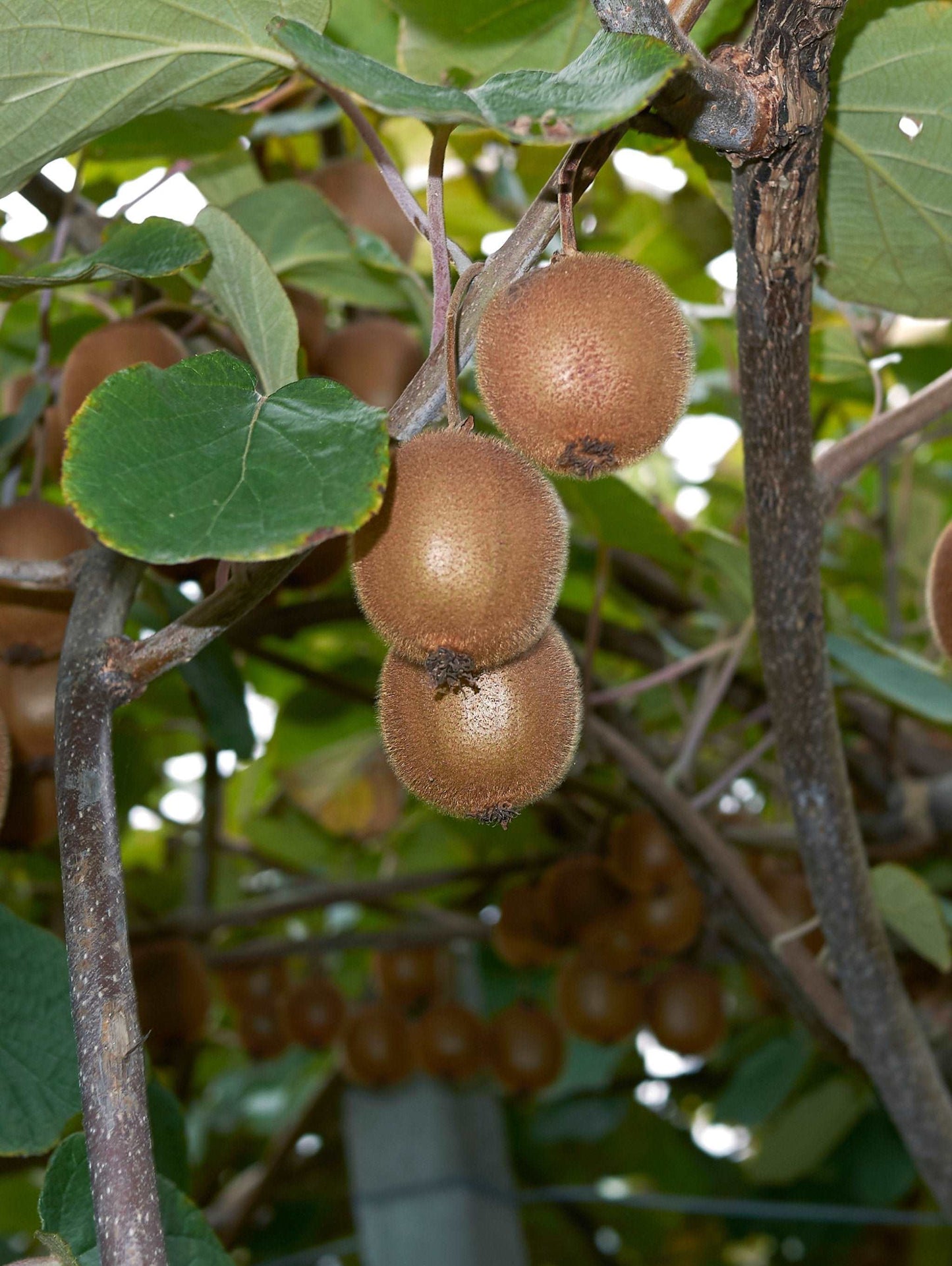 Saanichton Fuzzy Kiwi