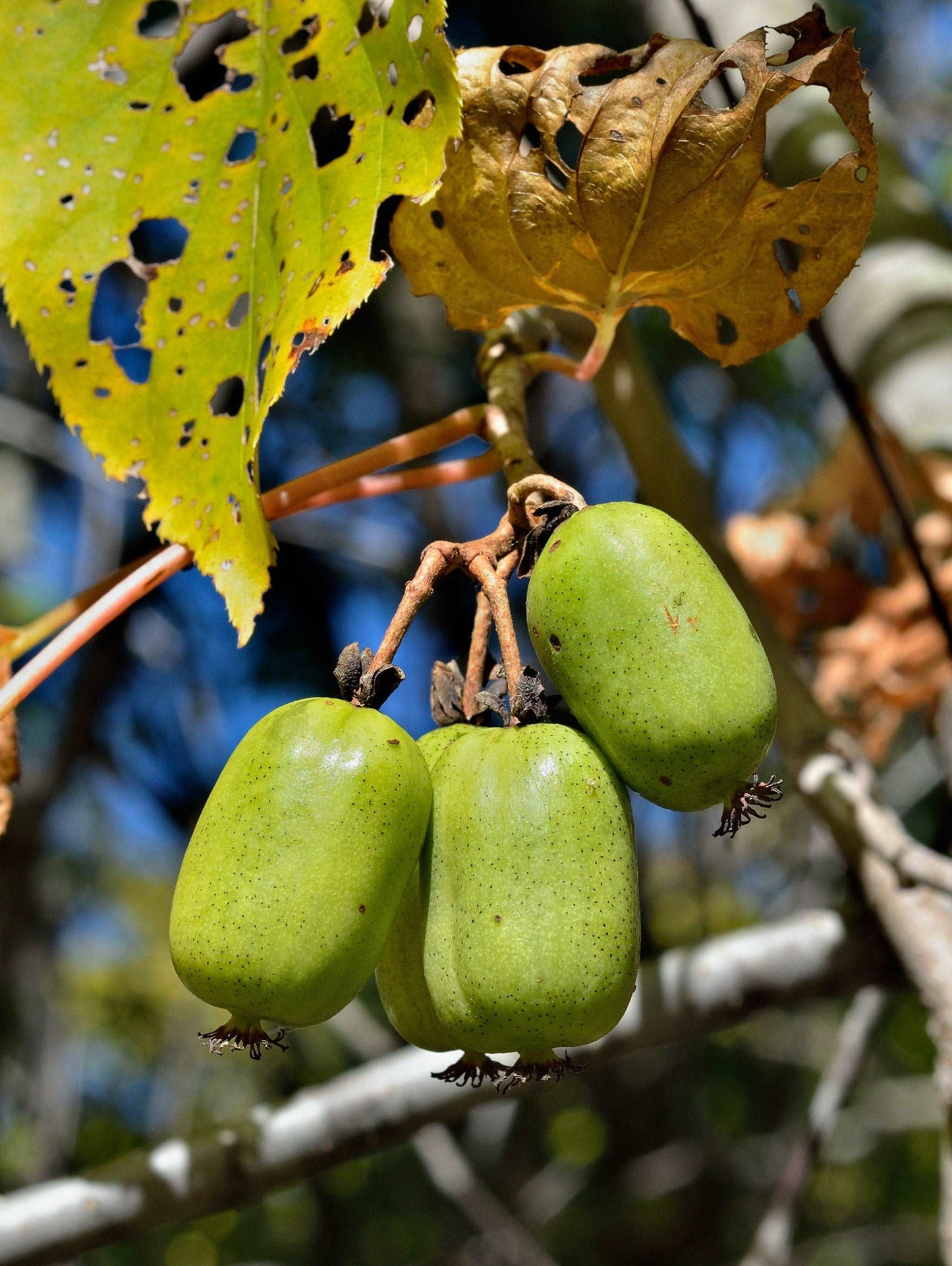 Cordifolia Hardy Kiwi