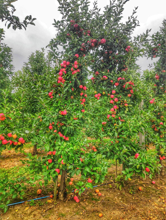 Wolf River Apple