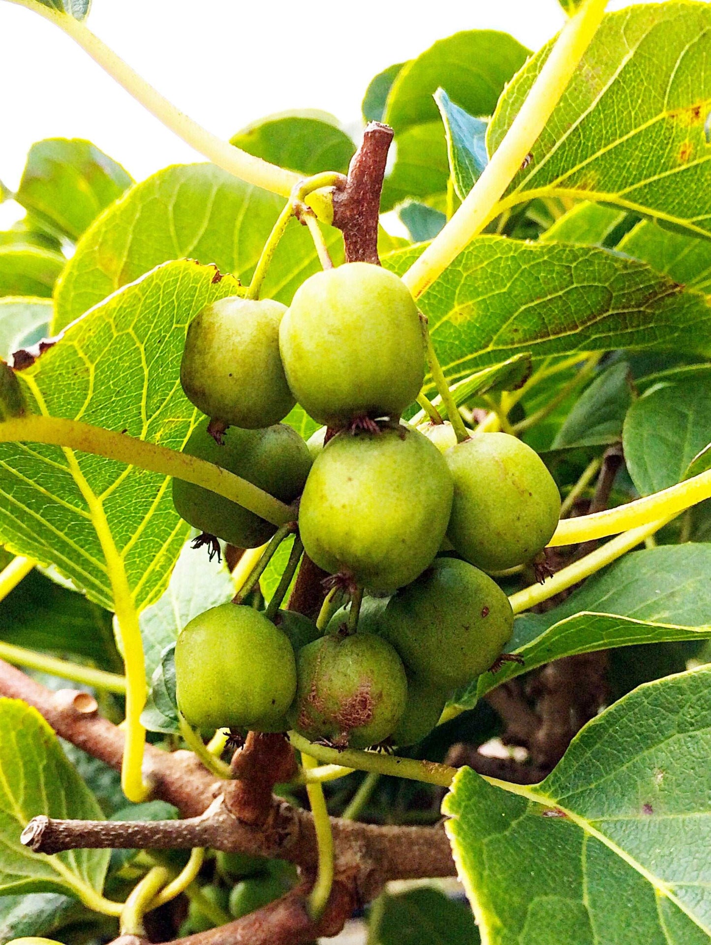 Dumbarton Oaks Hardy Kiwi
