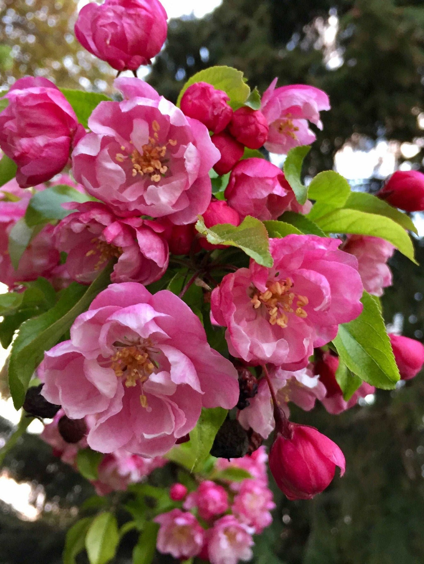 Pink Cloud Crabapple