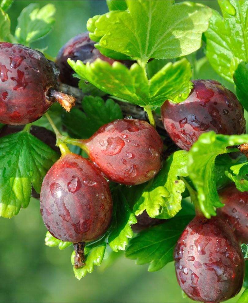 Glenndale Gooseberry