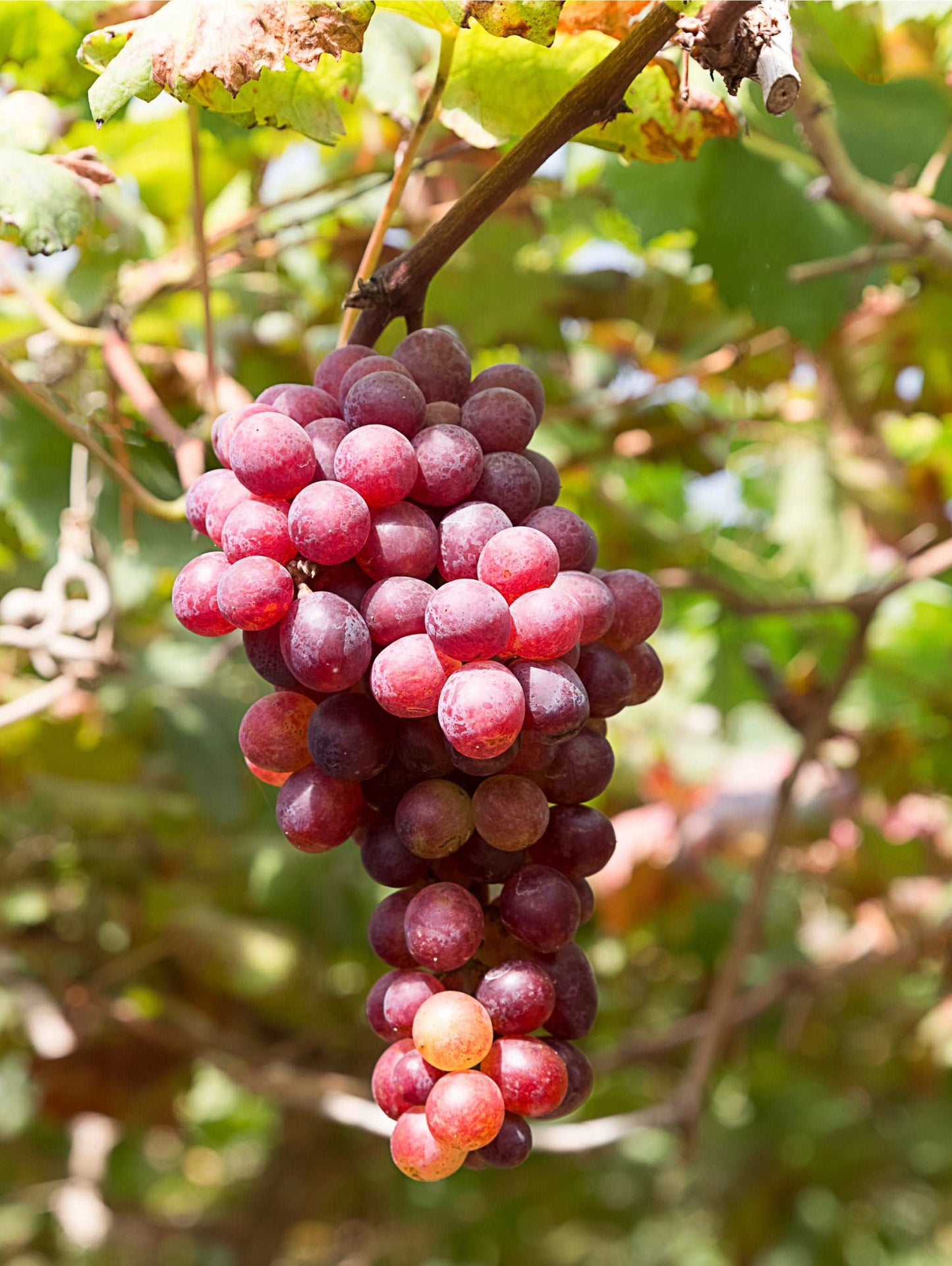 Flame Seedless Grape