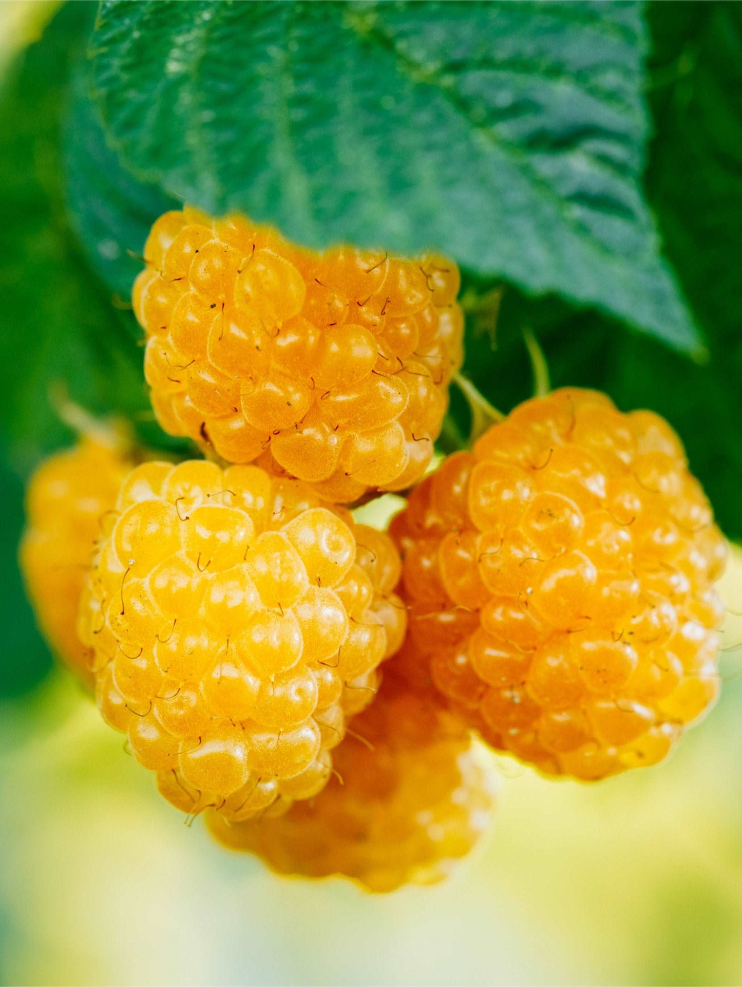 Alpha Fall Gold Raspberry