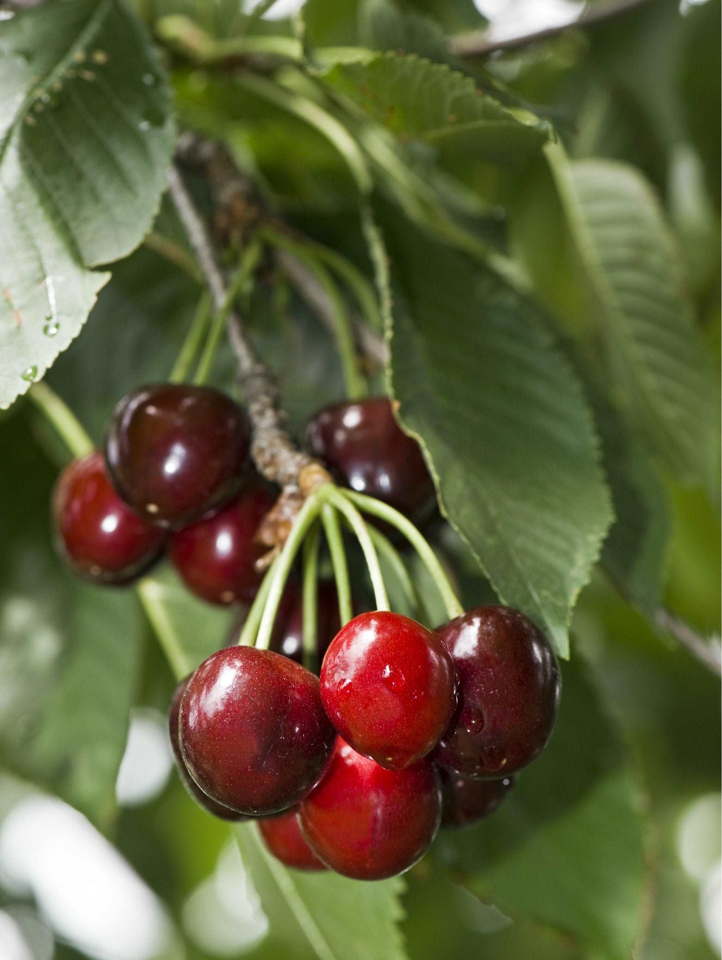 Carmine Jewel Cherry