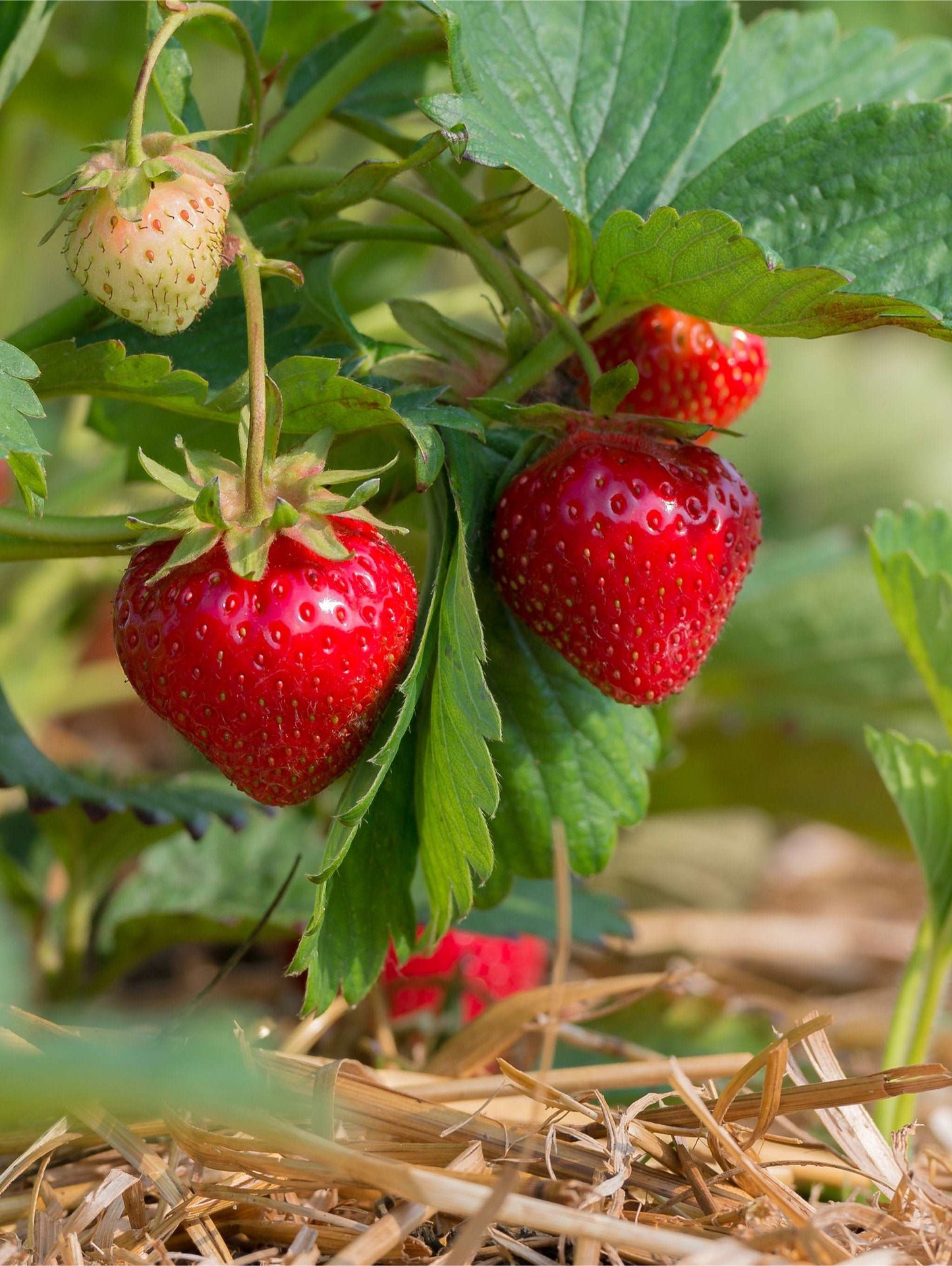 Sweet Sunrise Strawberry