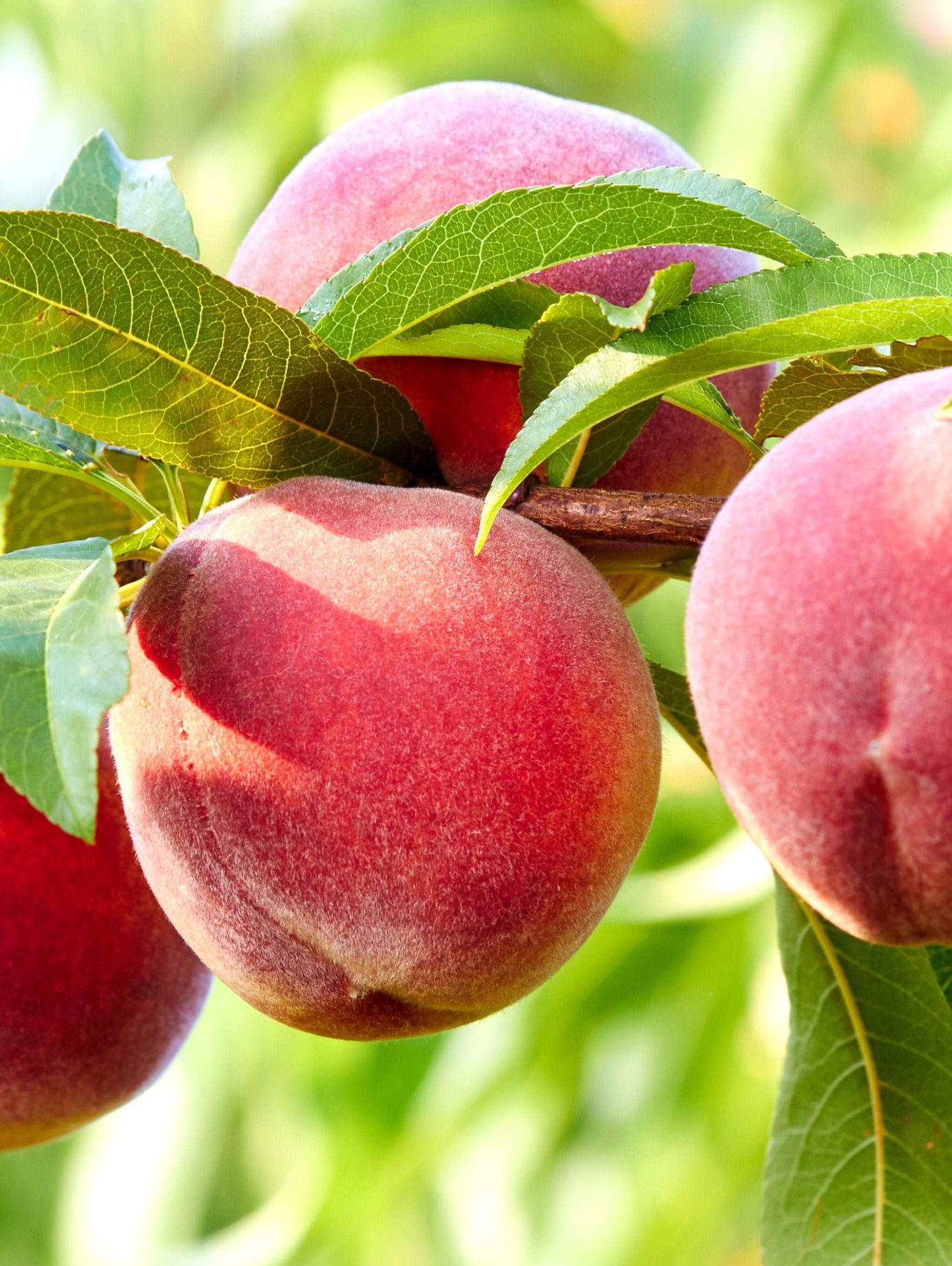 Nanaimo™ Peach