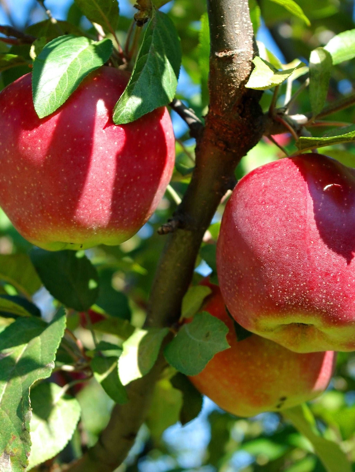 Enterprise Apple