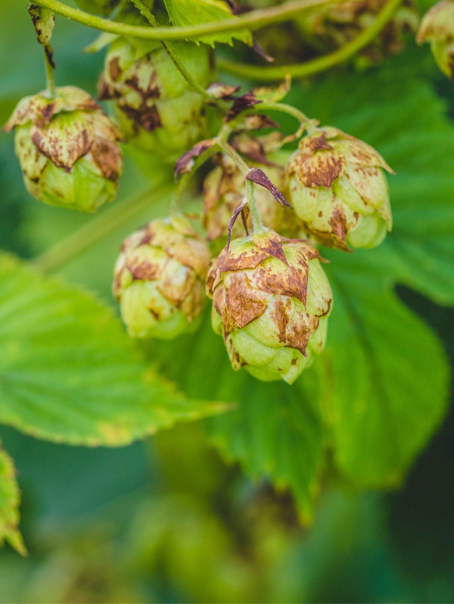 Nugget Hops