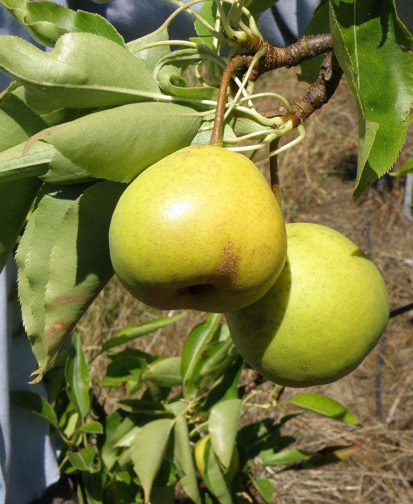 Hamese Asian Pear