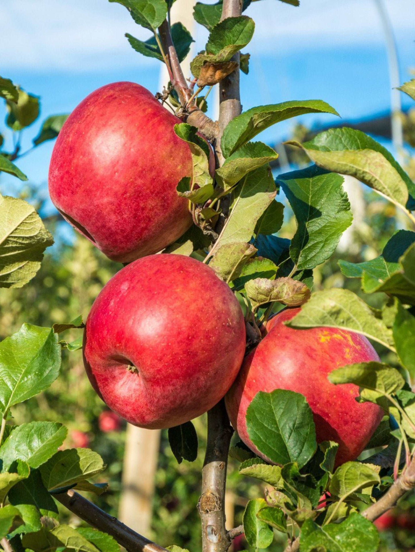 Early Pink Lady Apple