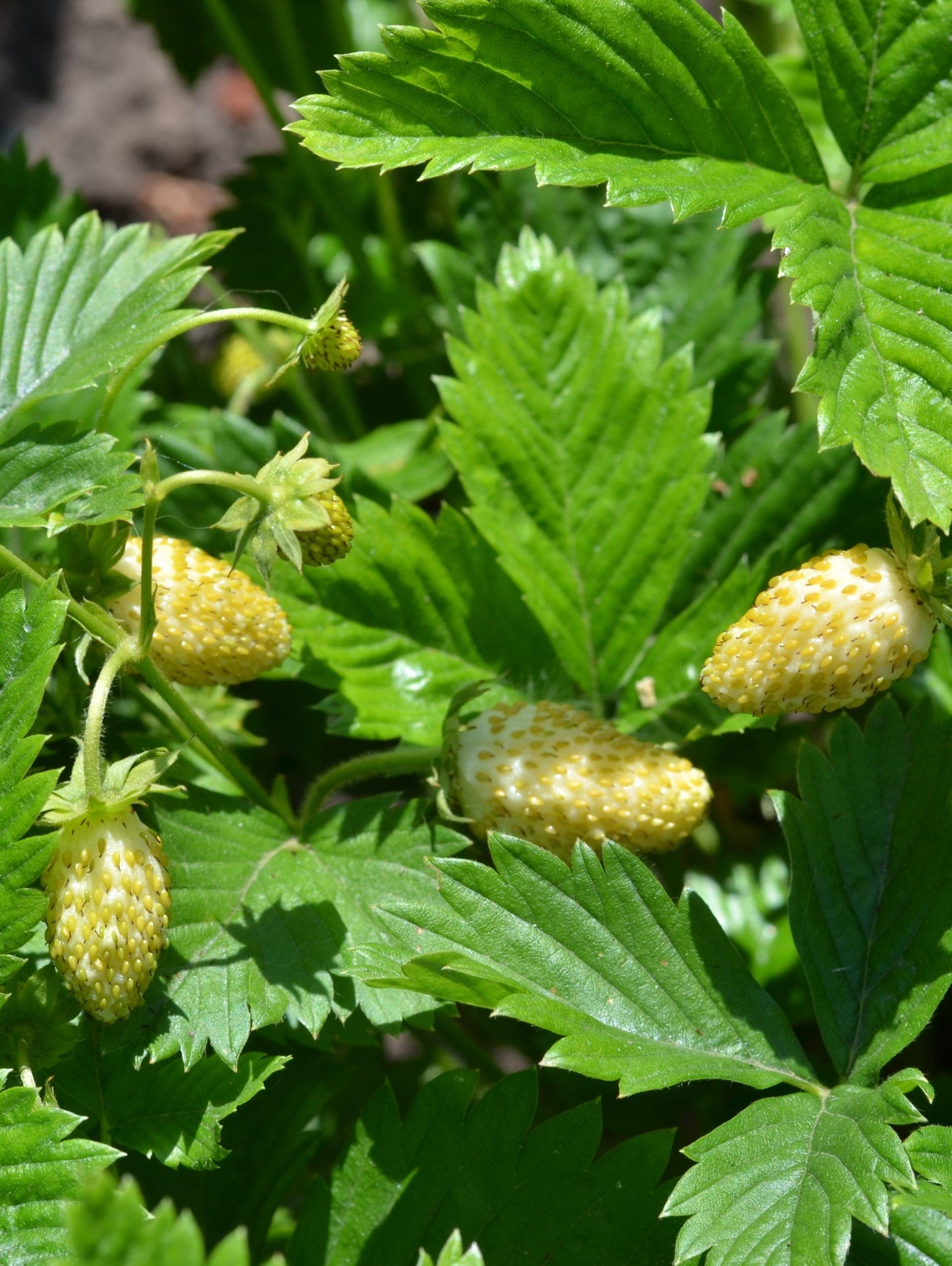 White Alpine Strawberry