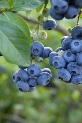 Razz ™ Blueberry